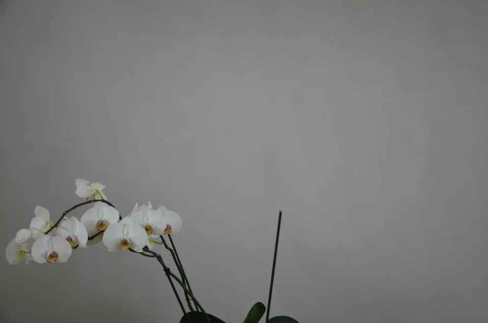 Hell gestrichene Wand mit weissen Orchideen im Vordergrund